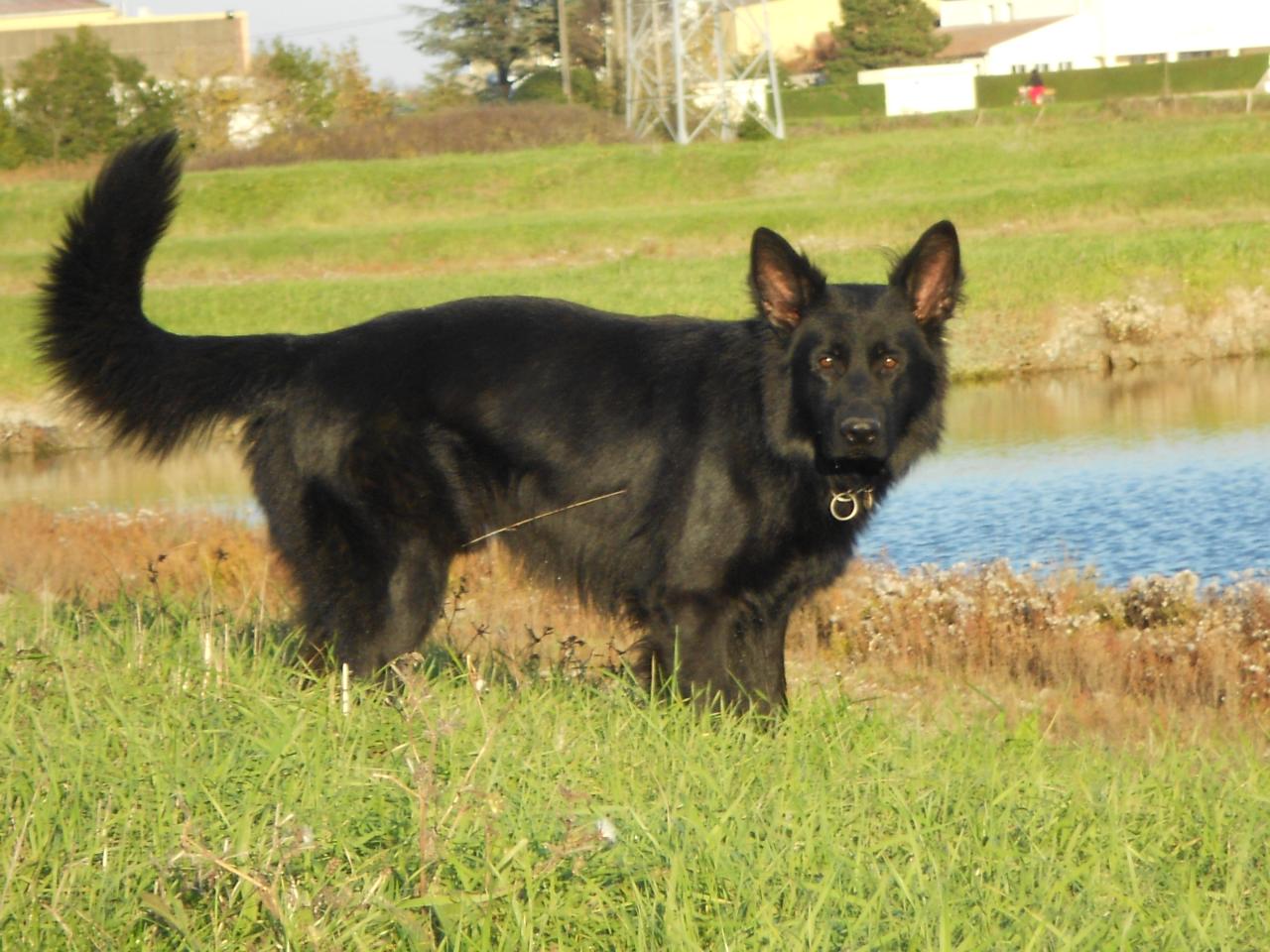 altdeutsche schaferhunde noir