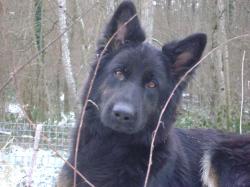 truffe chien chaude et sèche