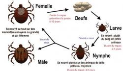 tique maladies et cycle